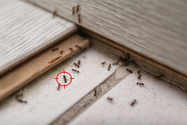 Trusted Doral, FL Pest Control Experts