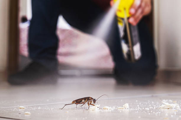 Best Wasp Removal Services  in Doral, FL